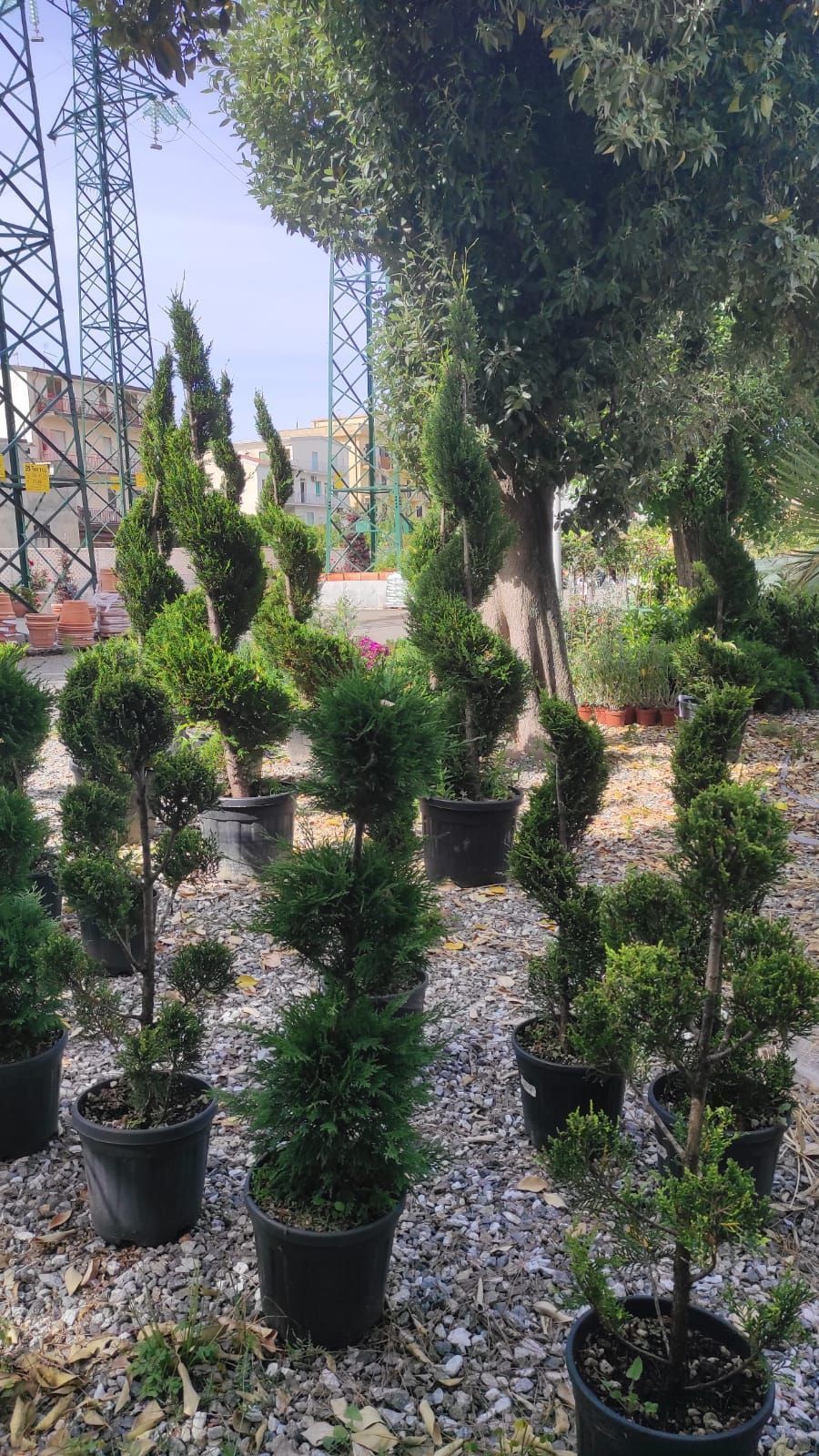 Un mucchio di piante in vaso sono appoggiate a terra in un giardino.
