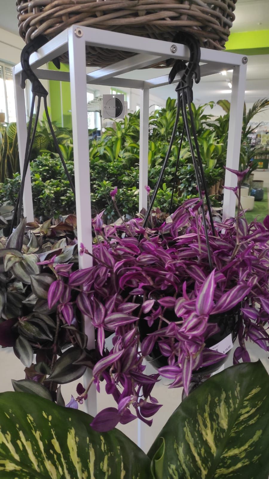 Fiori viola pendono da un cesto di vimini