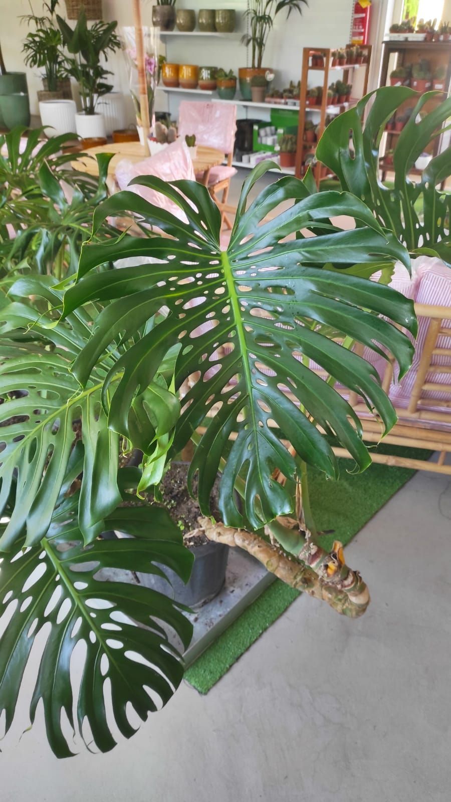 Una grande pianta verde è posta sul pavimento di una stanza.