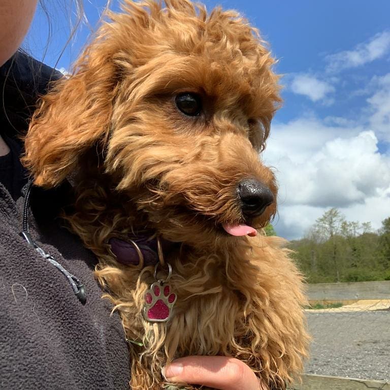 Dog Grooming Wakefield Wragby Grange Daycare & Boarding