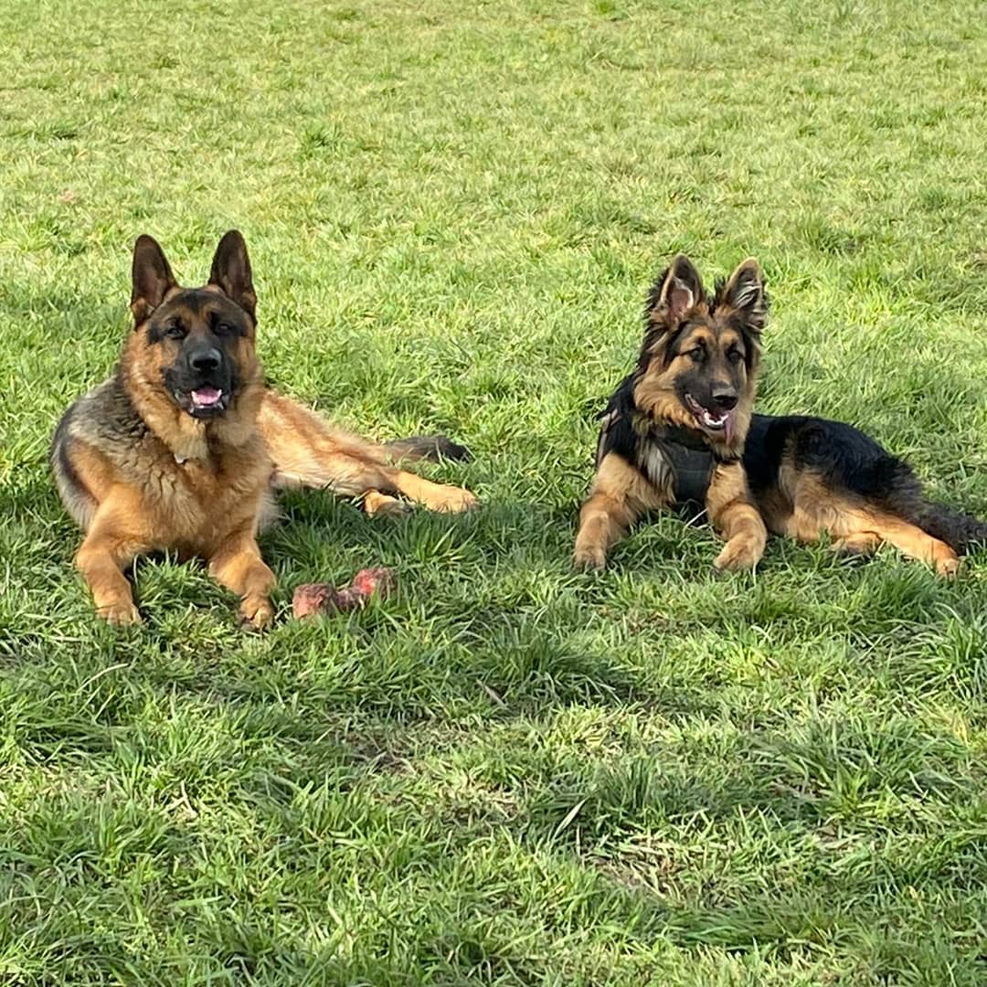 De-Shedding Groom