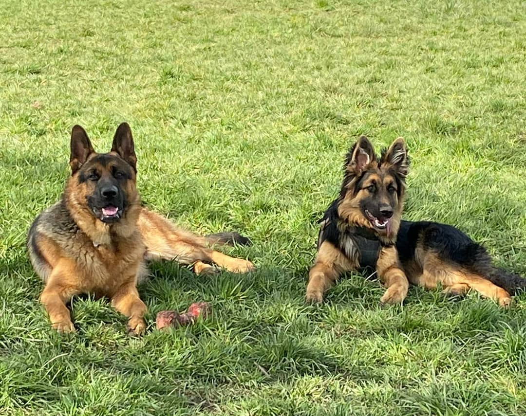 Dog Training Wakefield