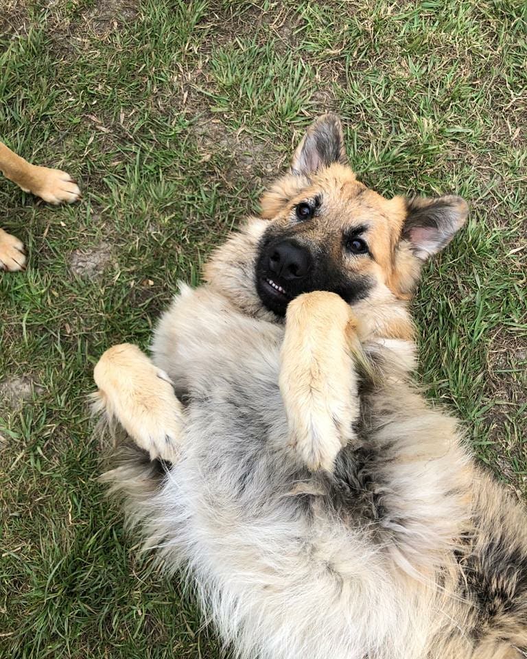 Coat, Skin and Ears