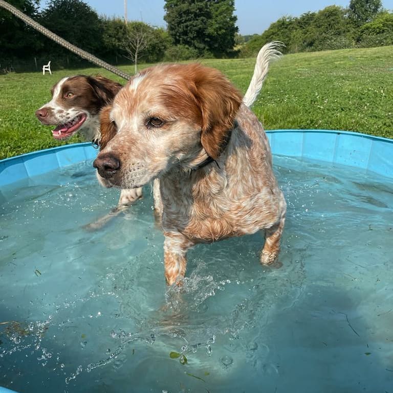 Dog Grooming Wakefield