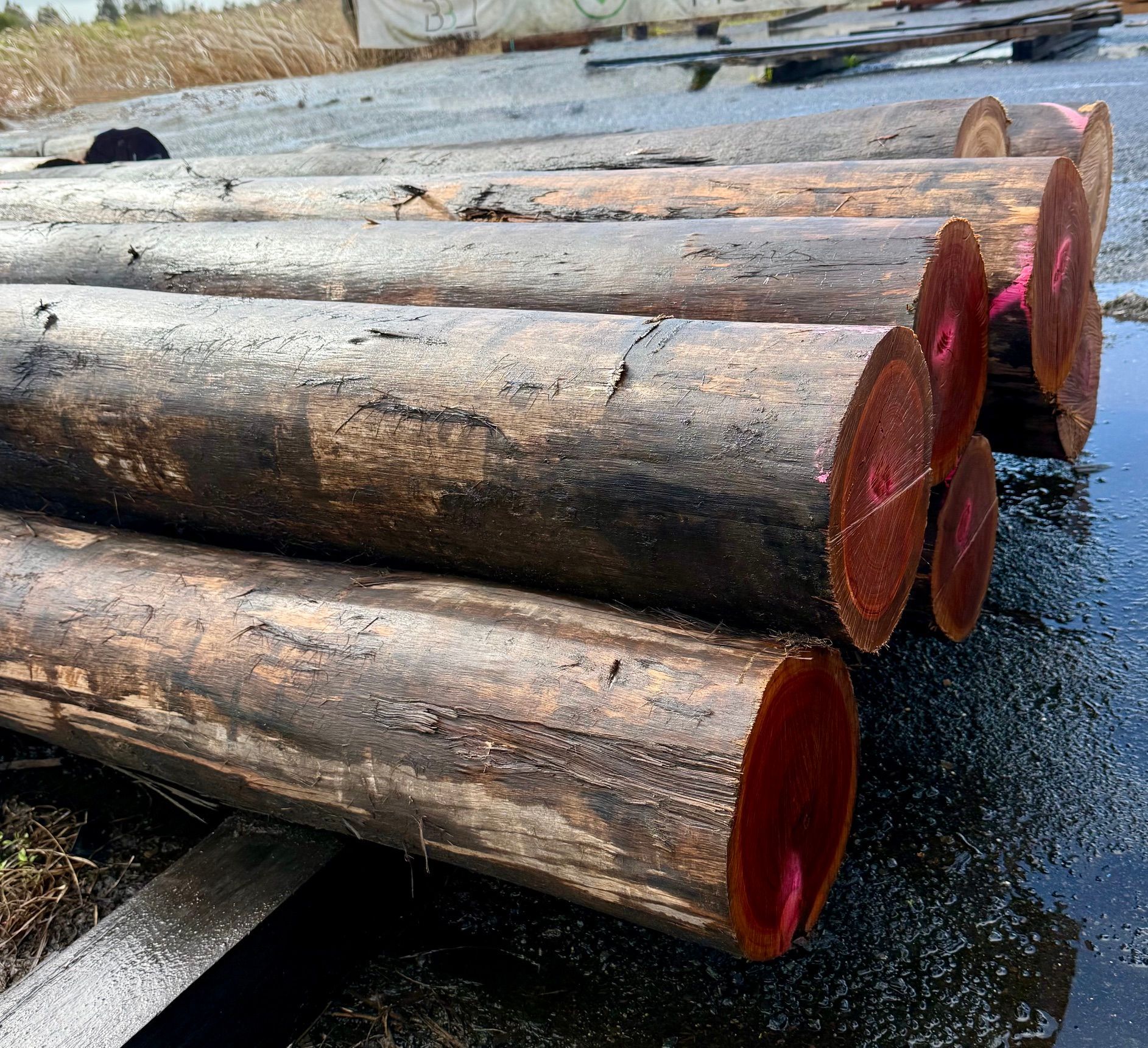 Stacks of large cut logs with red-painted ends lying on wet ground outdoors — B & B Timbers Ballina In West Ballina, NSW