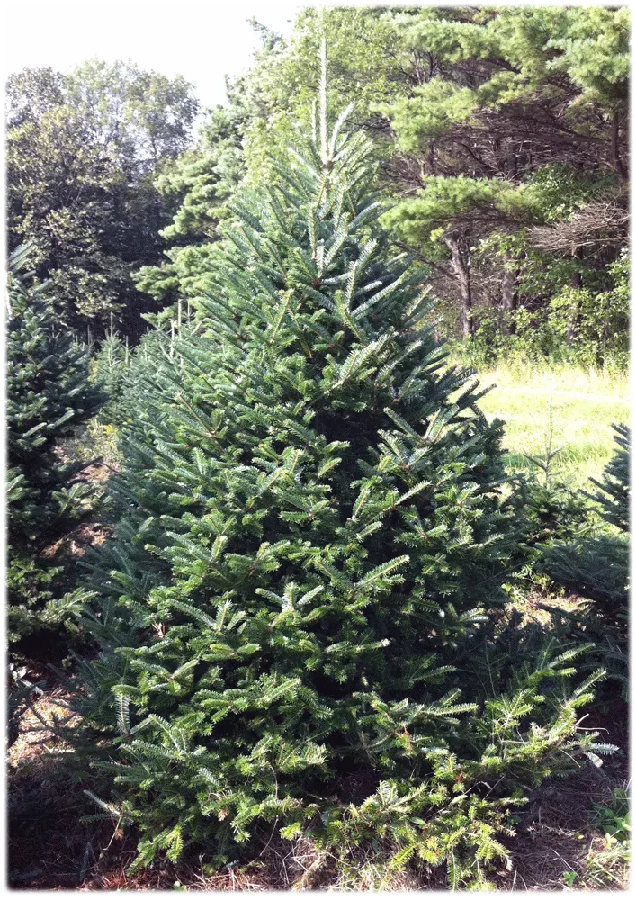 Tall, blue-green Christmas tree in a field, surrounded by other trees, under a bright sky.
