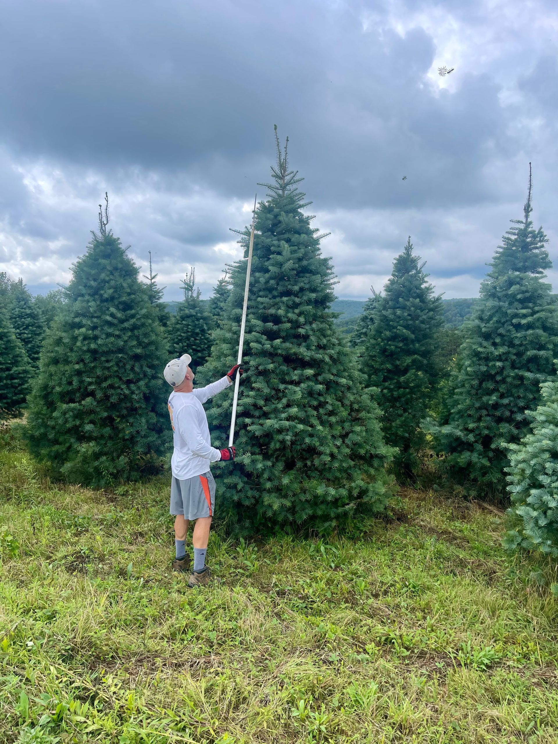 Person trimming a tall Christmas tree with a long pole in a tree farm field under a cloudy sky.
