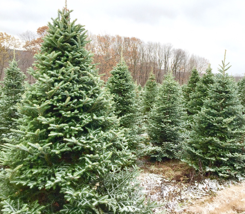 Rows of green pine trees in a field with a light dusting of snow on the ground under a cloudy sky.