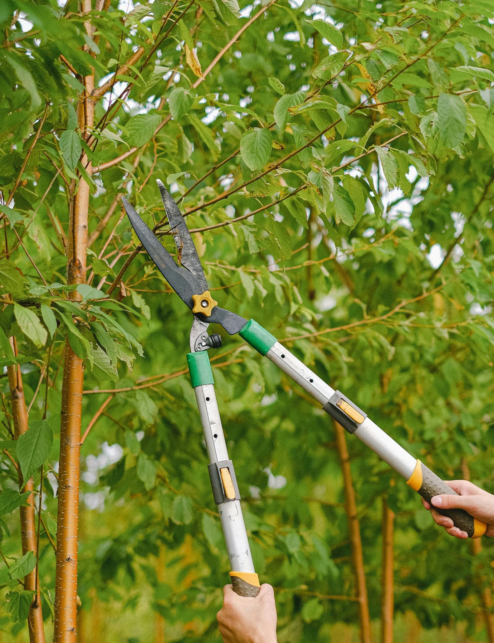 affordable stump removal johnson city