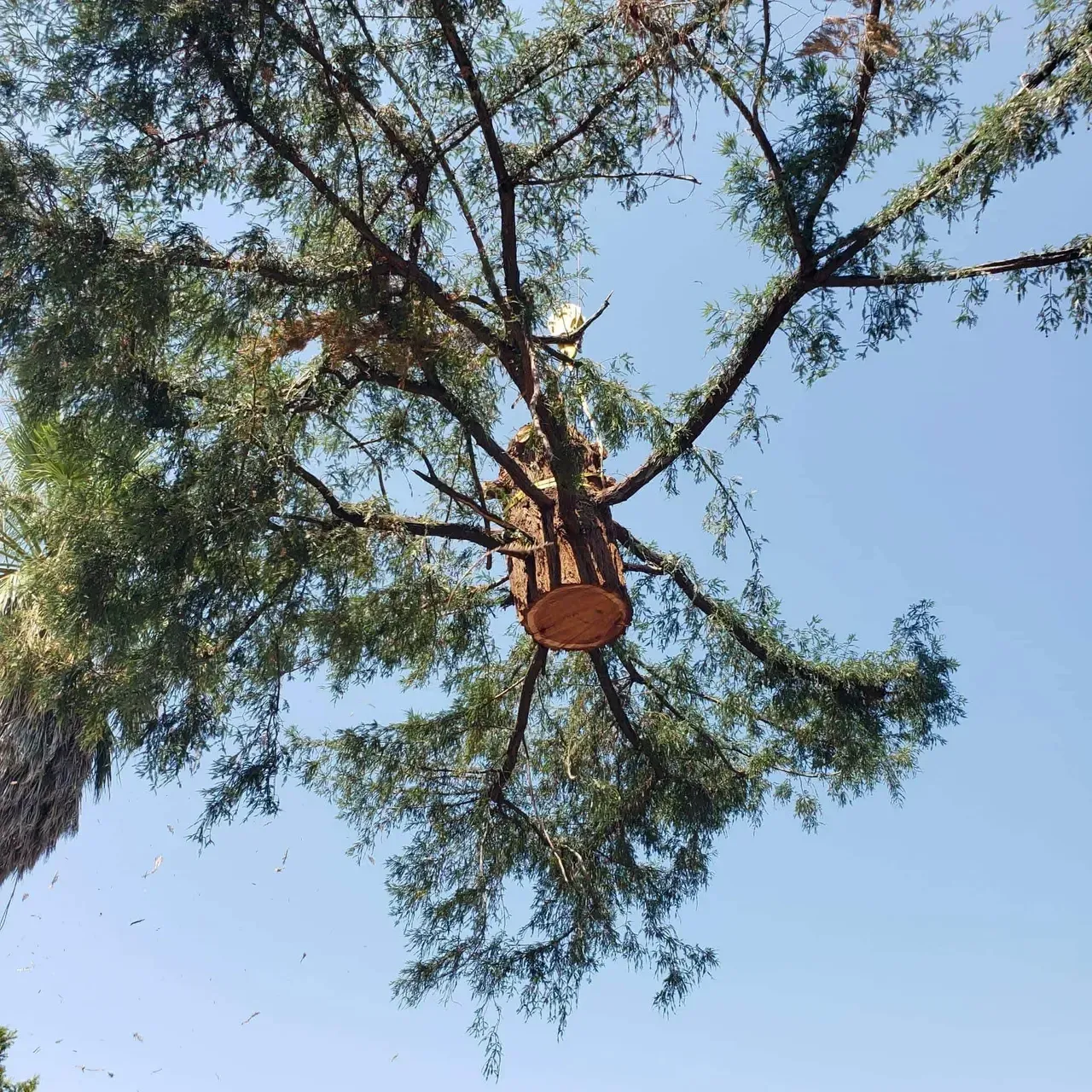 Tree canopy with a hanging wooden platform, seen from below against a clear blue sky