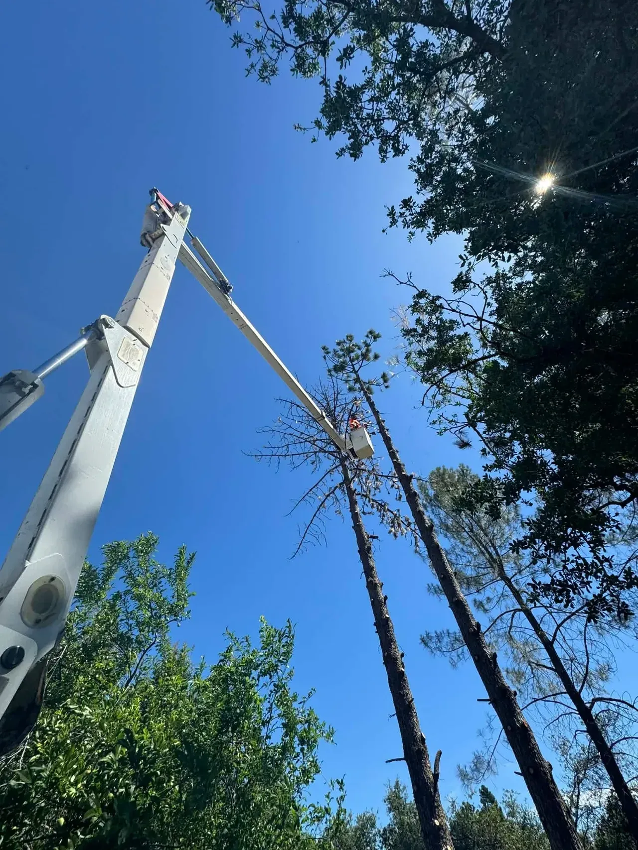 Tree trimming cranes reaching into tall trees under a bright blue sky