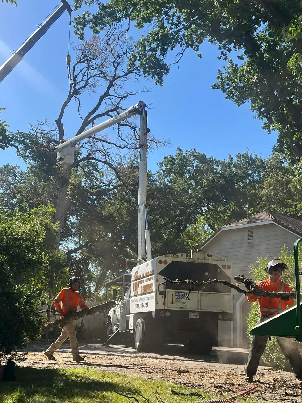 Workers in orange safety gear trim a tree beside a white truck on a sunny, leafy road.
