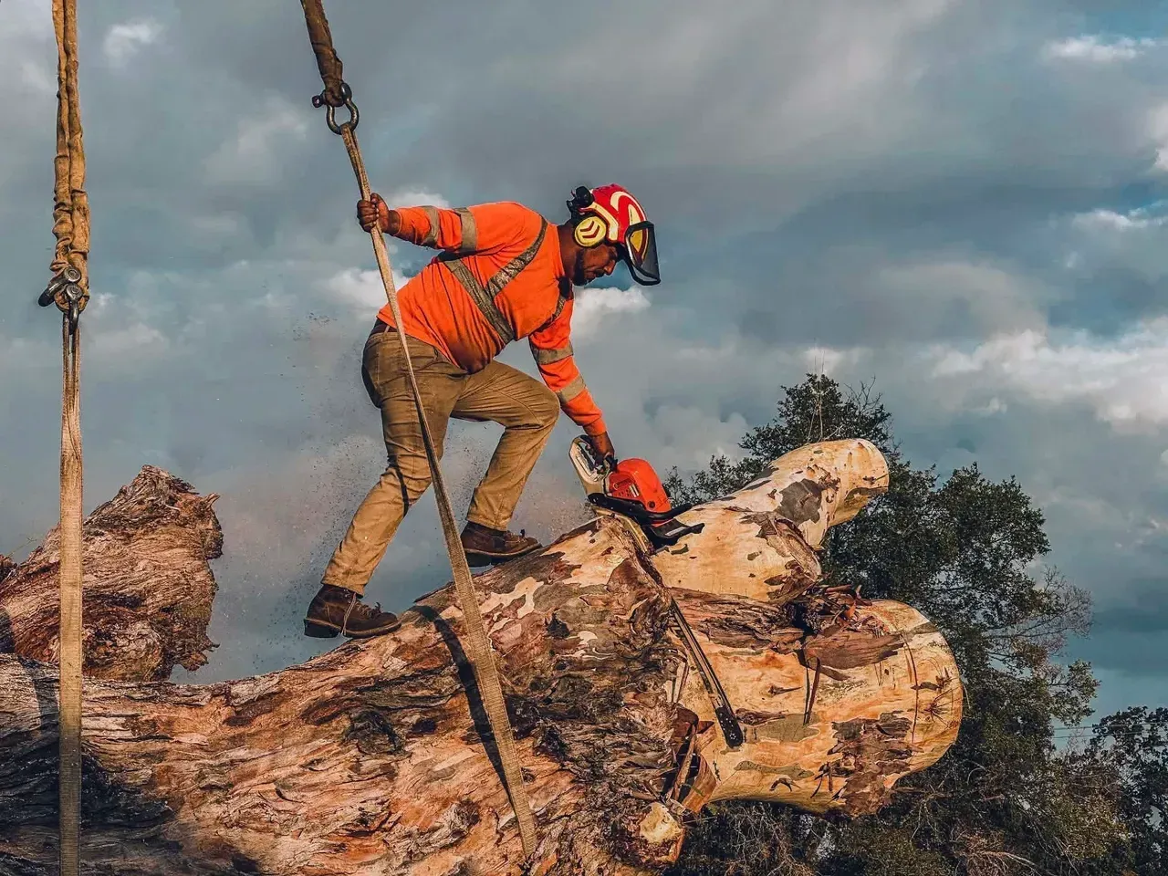 Worker in orange safety gear cutting a large fallen tree trunk outdoors with a chainsaw