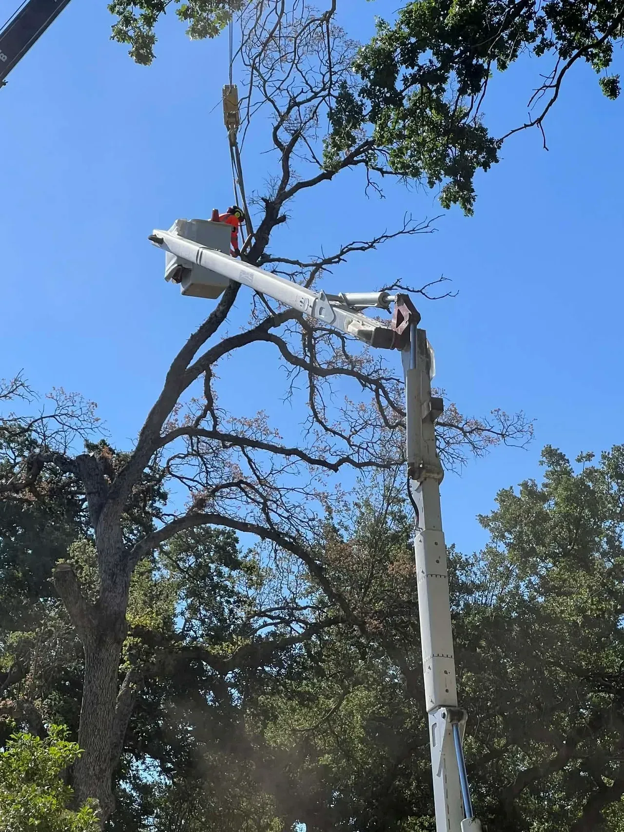 Utility worker in a bucket lift trimming tree branches against a blue sky