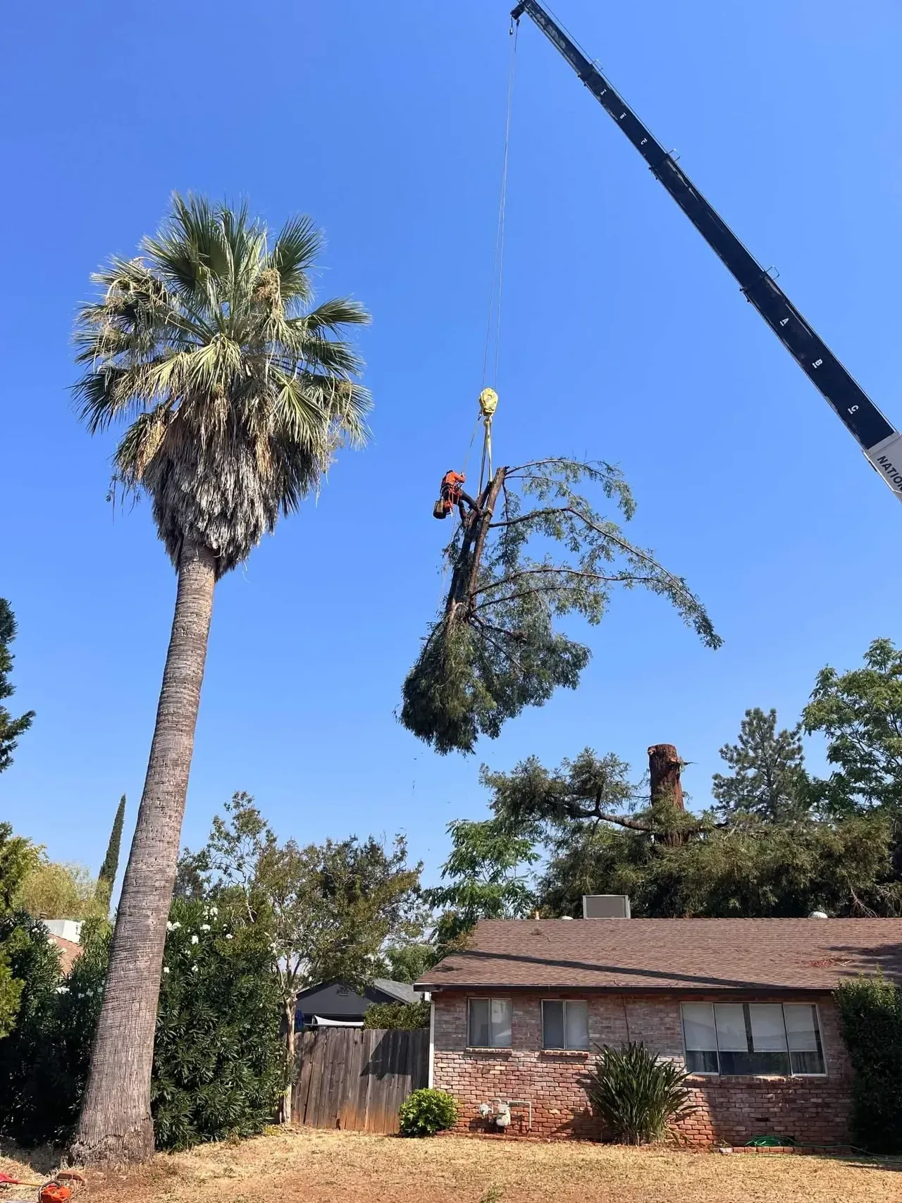 Crane lifting a tree over a brick house in a sunny yard, with a tall palm and blue sky.