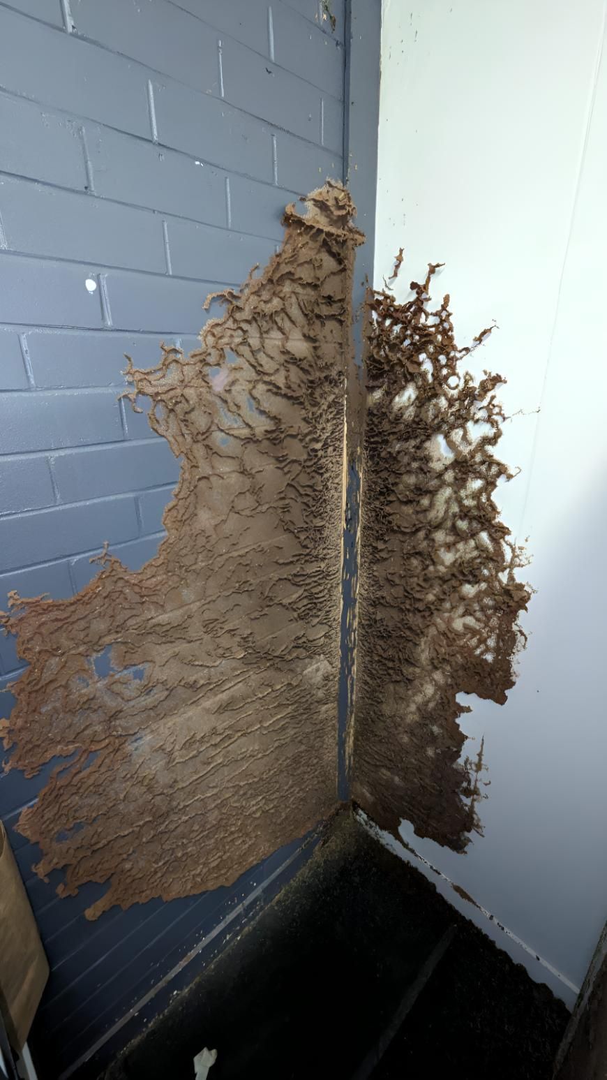 Piece of Termite Damage on a Brick Wall — Keiran Mortimer Pest Control in Crows Nest, QLD