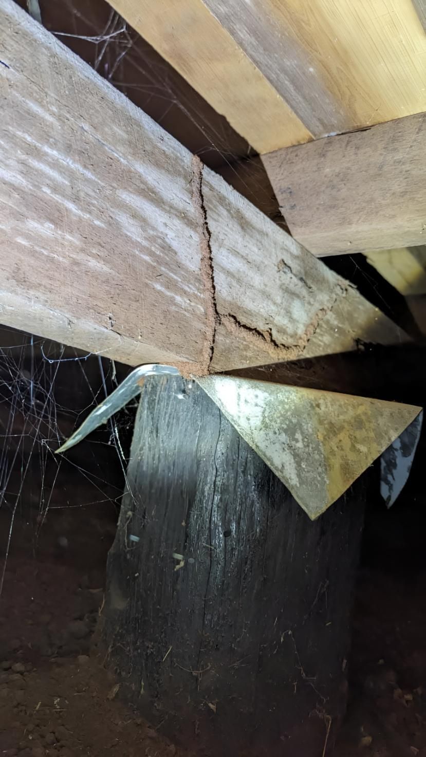 Close Up of a Wooden Beam With a Termite on It — Keiran Mortimer Pest Control in Oakey, QLD