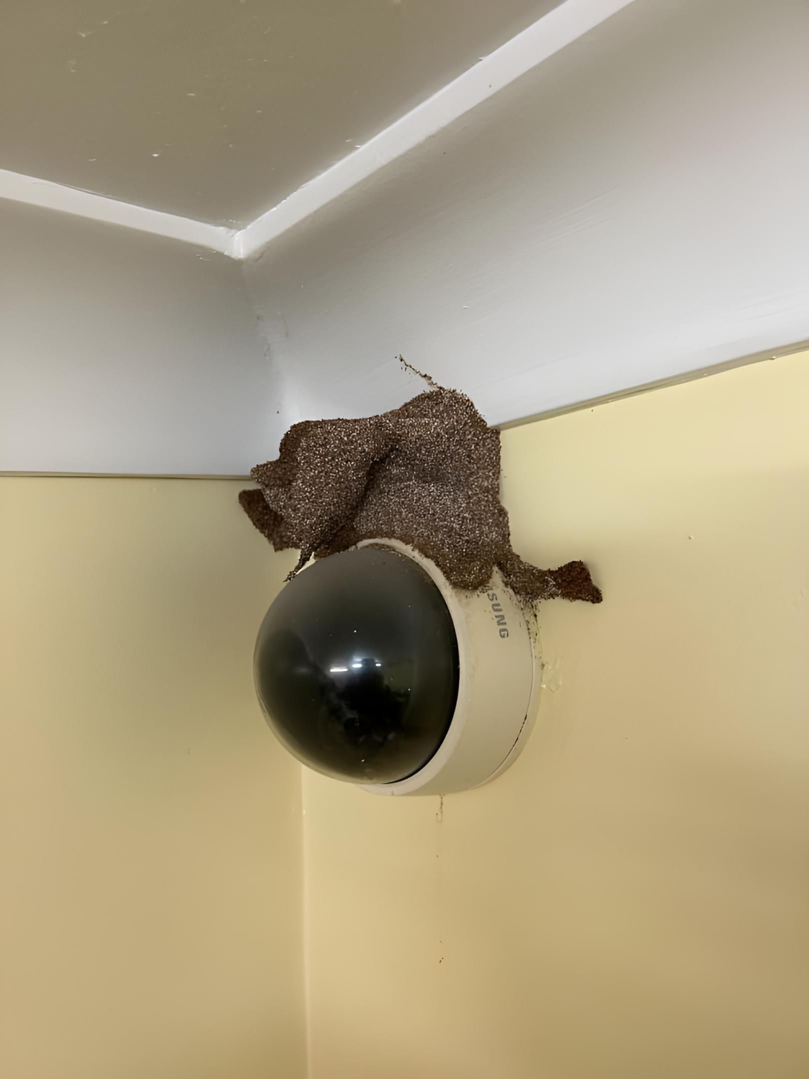 Security Camera Damaged by Pest — Keiran Mortimer Pest Control in Westbrook, QLD