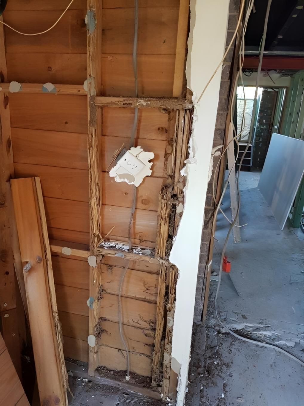 Wooden Wall With a Termite — Keiran Mortimer Pest Control in Middle Ridge, QLD