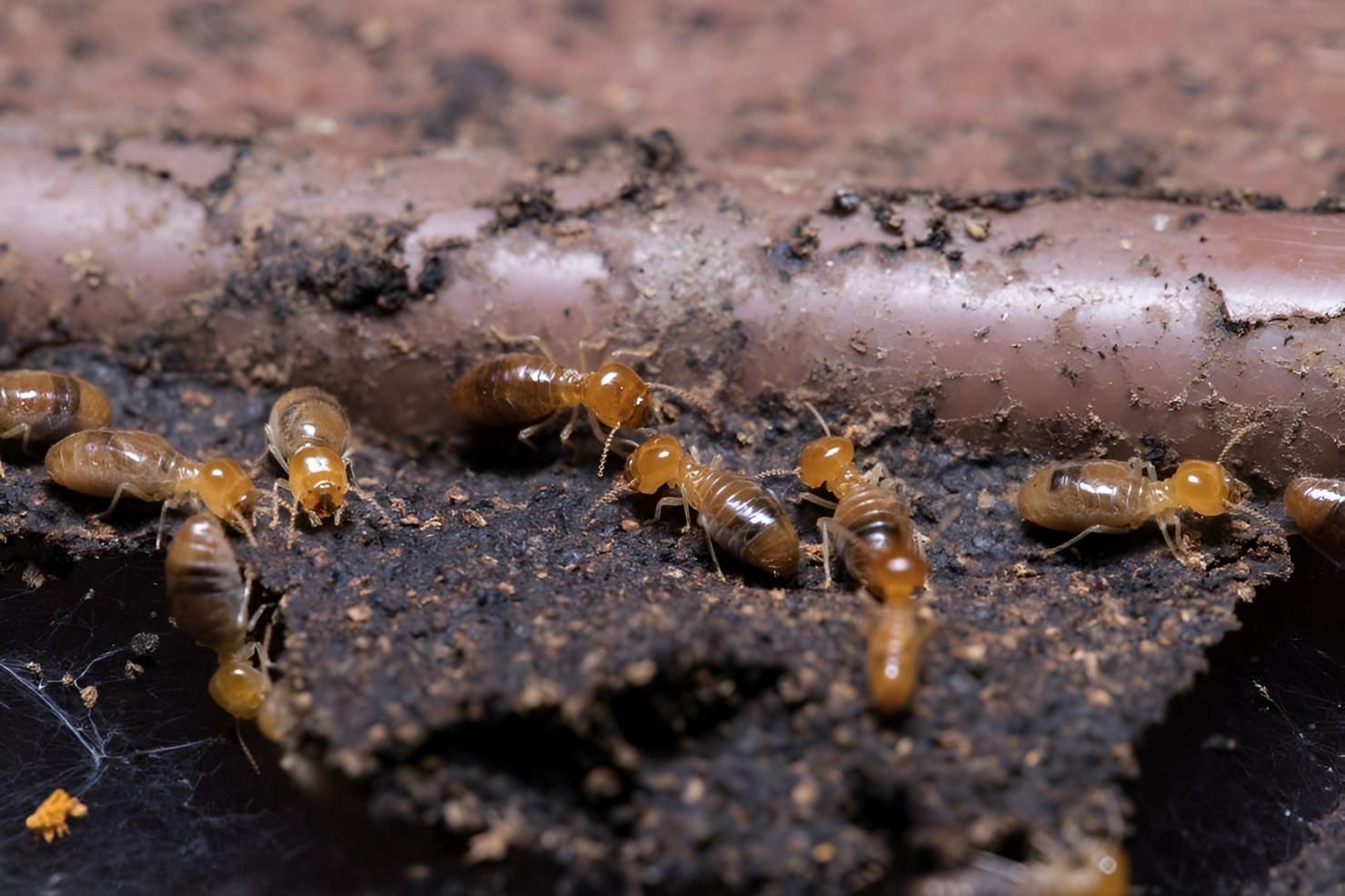 Group of Termites Are Crawling on a Piece of Wood — Keiran Mortimer Pest Control in Wilsonton, QLD
