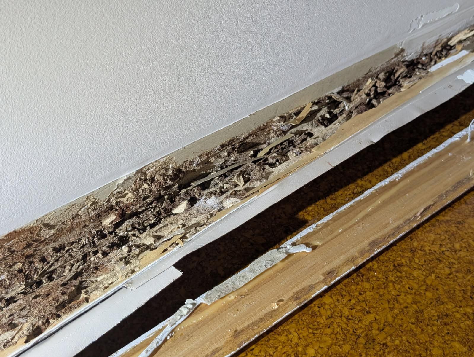 Termite Control Toowoomba Damaged Skirting Board Infestation