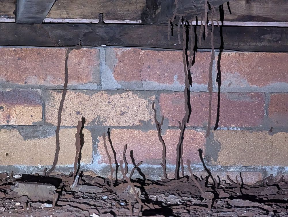 Pest Infestation on A Brick Wall