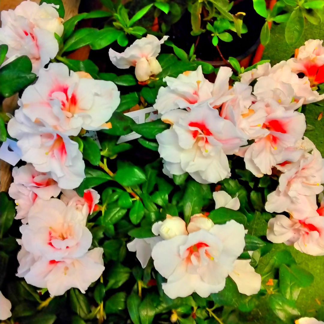 Un mazzo di fiori bianchi con il centro rosso è circondato da foglie verdi