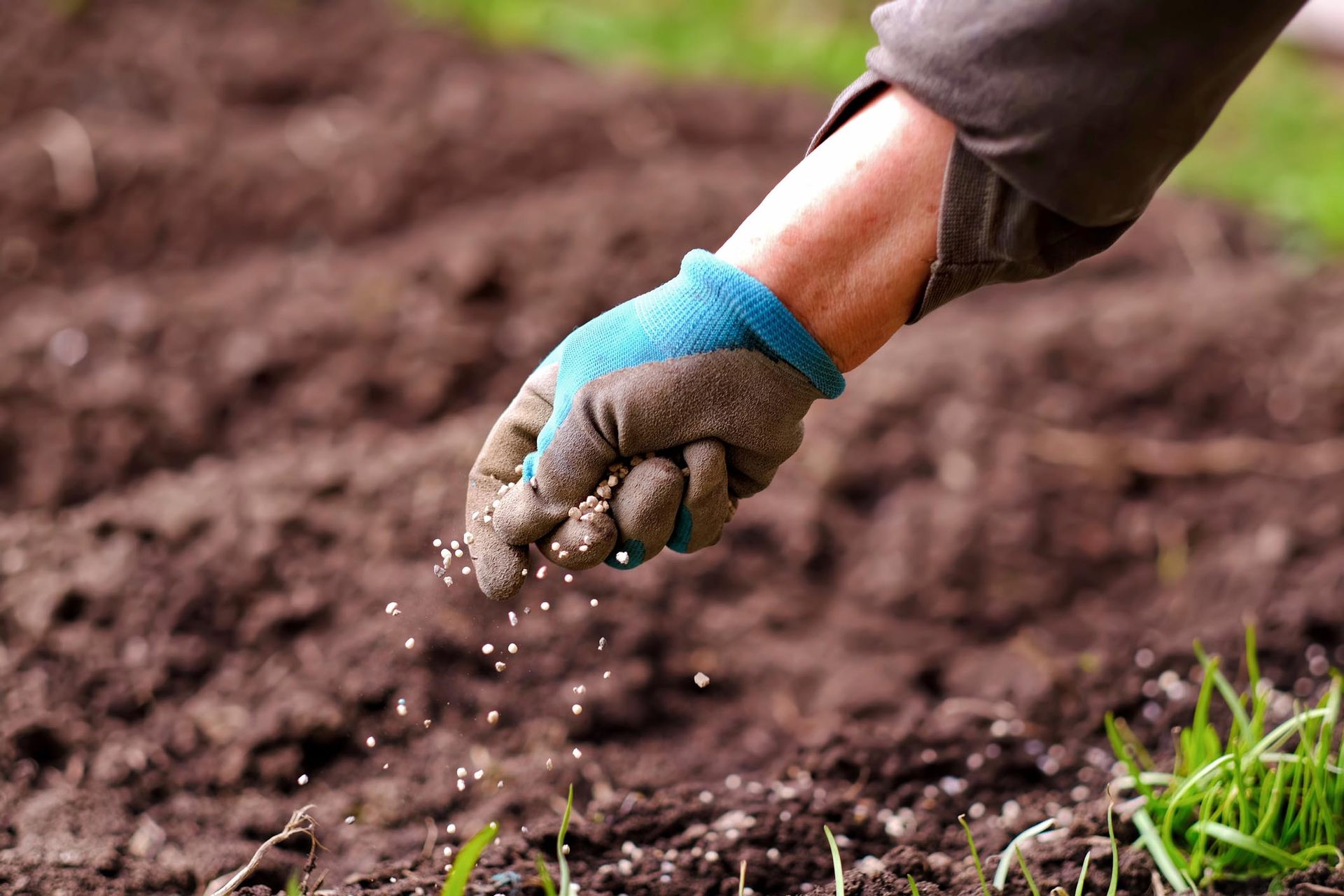 Una persona sta spargendo del fertilizzante sul terreno con le mani.