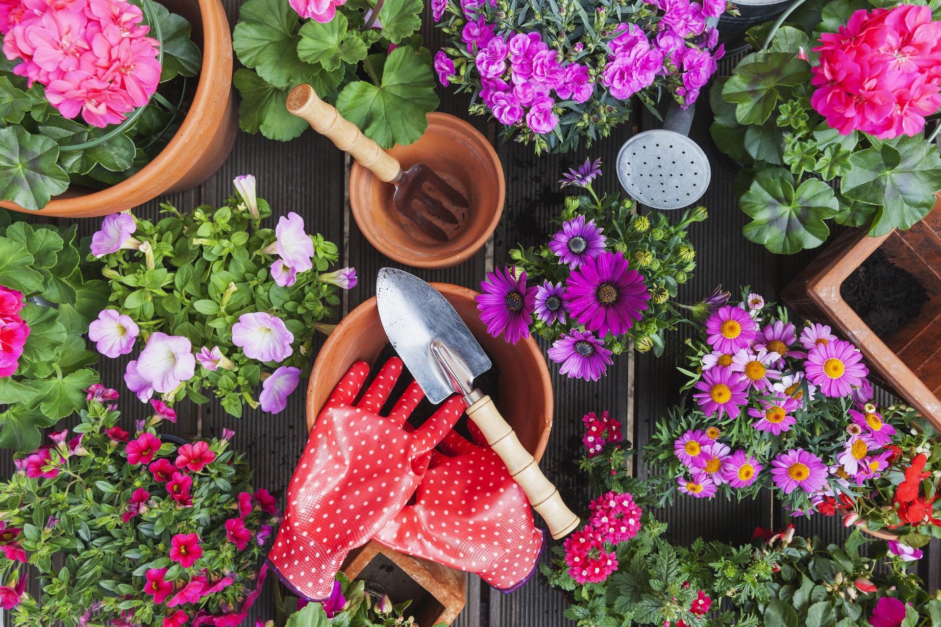 Ci sono molte piante in vaso e attrezzi da giardinaggio sul tavolo.