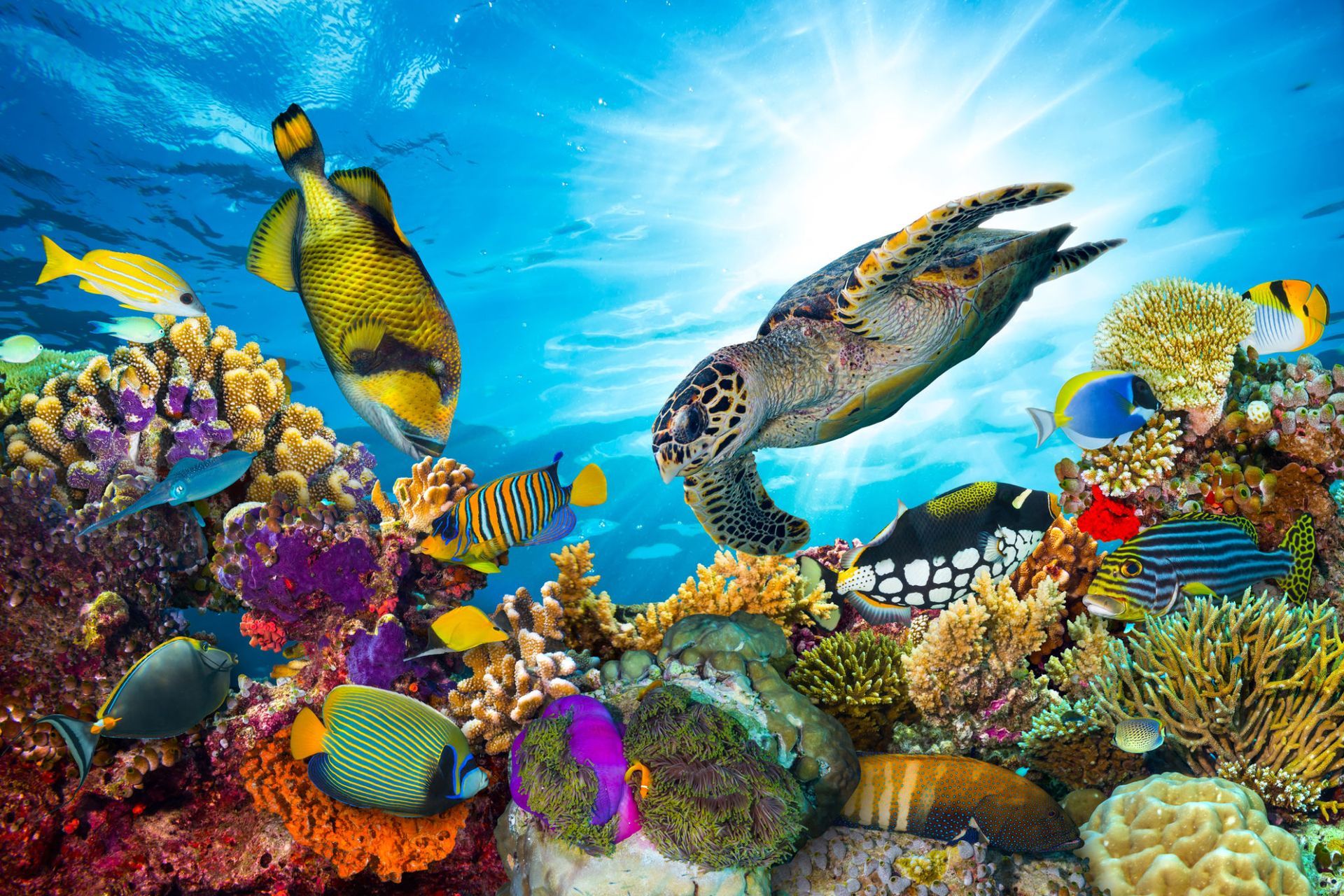How to Be Responsible When Sharing the Water with Marine Wildlife