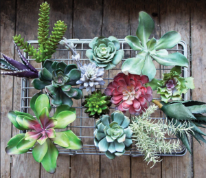 Assorted colorful succulents arranged on a wooden background in a decorative display