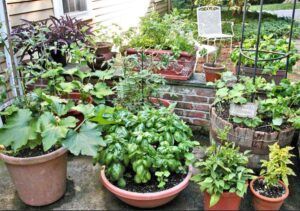 Potted herbs and flowers arranged in a small patio garden with a white chair in the background