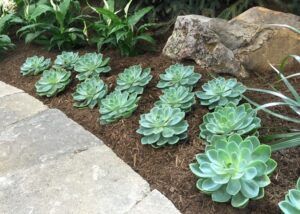 Succulents planted in a landscaped garden bed beside a stone walkway