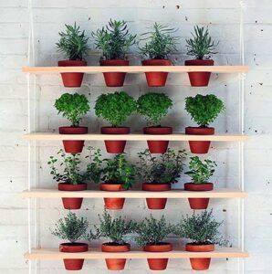 Four-tier wooden wall shelf with rows of small potted green plants against a white wall.