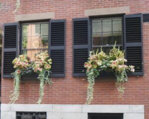 Brick building windows with black shutters and flower boxes spilling pink and green plants