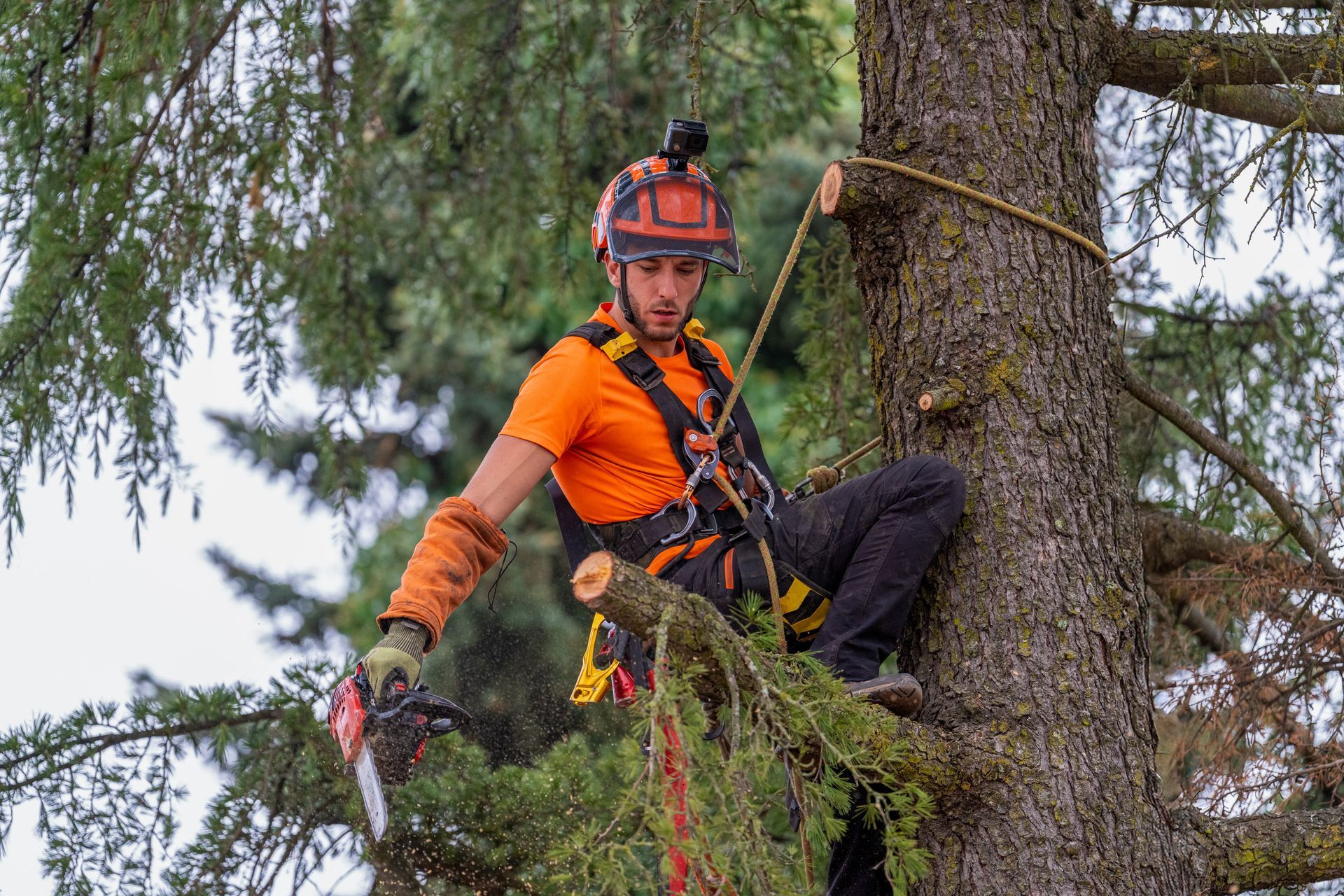 Tree care