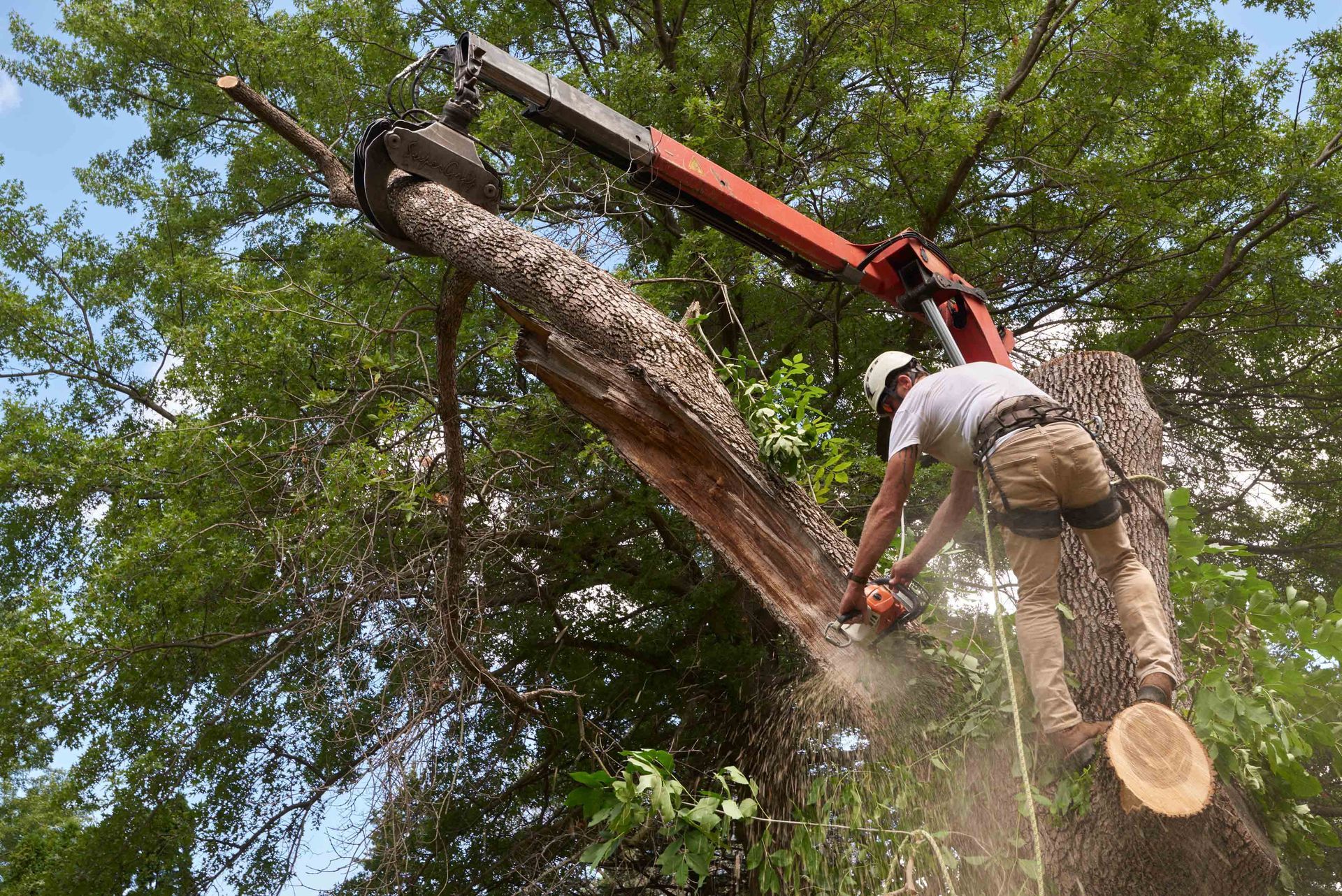 Tree worker cutting a large trunk section with a chainsaw while secured to a crane.