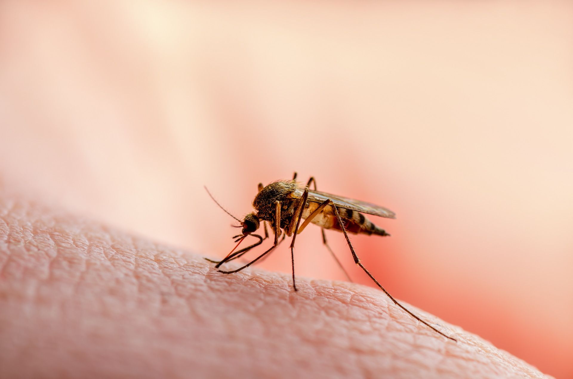 A mosquito is biting a person's arm