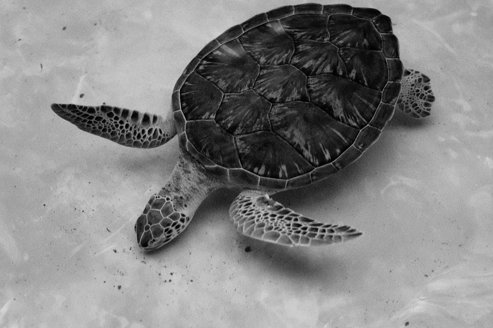Sea turtle swimming in shallow water, seen from above