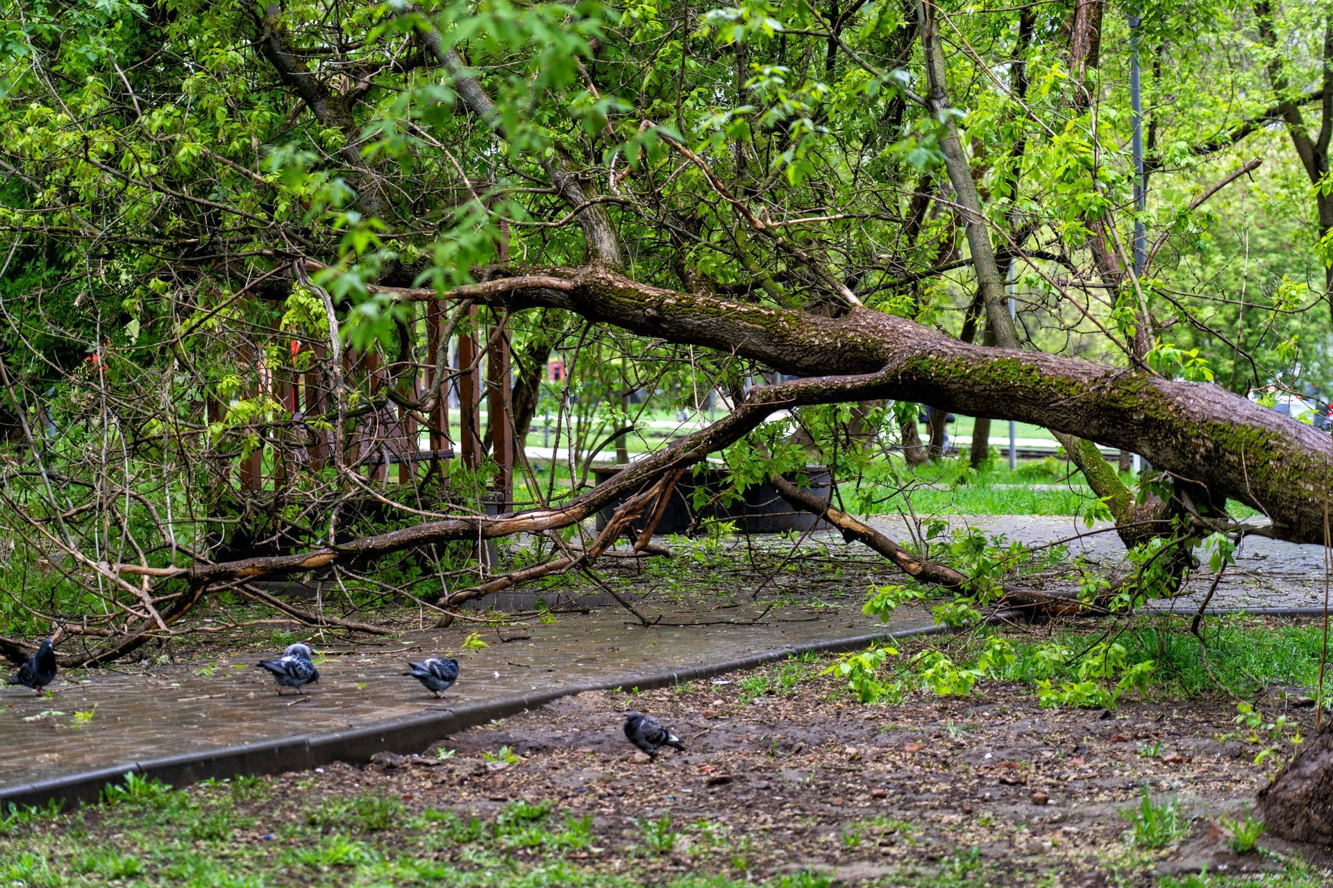 Fallen tree blocking a forest path after a storm, with birds on the ground