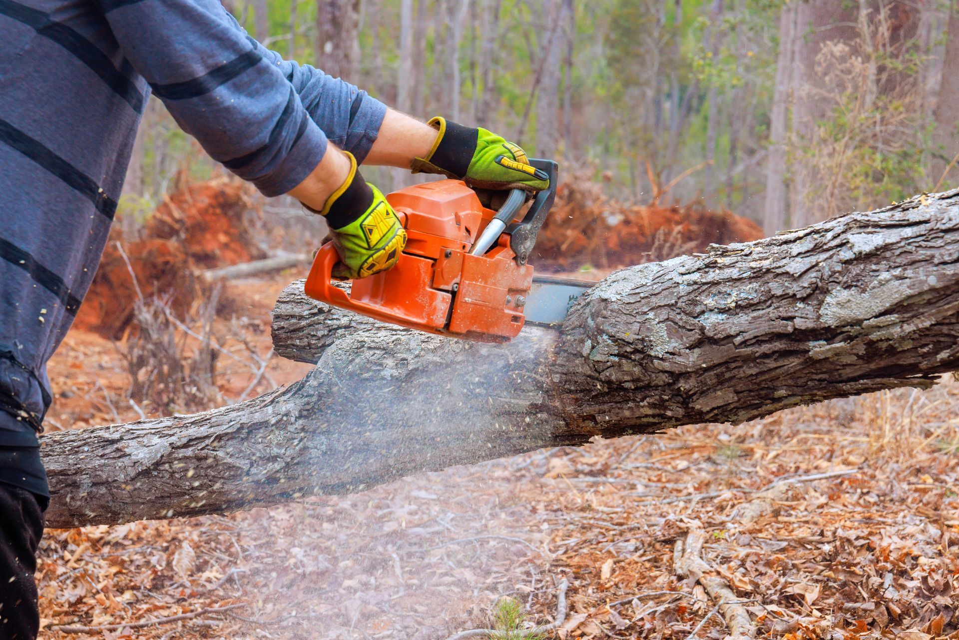 Person using an orange chainsaw to cut a fallen tree trunk in a wooded area