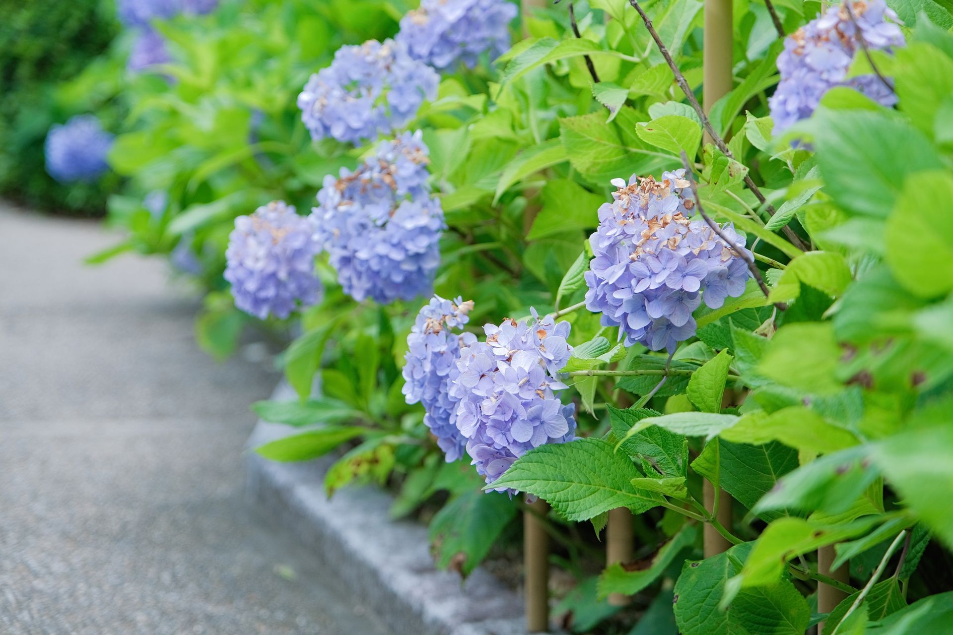 Lavender hydrangea blooms along a garden path with green foliage and soft purple flowers