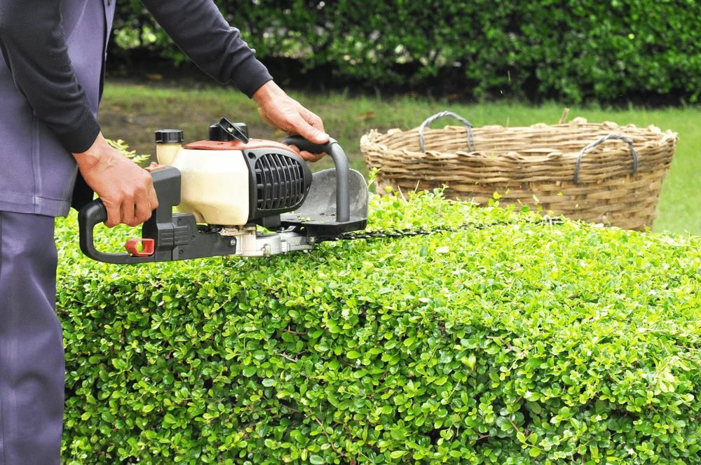 A Man Is Cutting A Hedge With A Hedge Trimmer — Leslie Farm & Garden Machinery In South Grafton, NSW