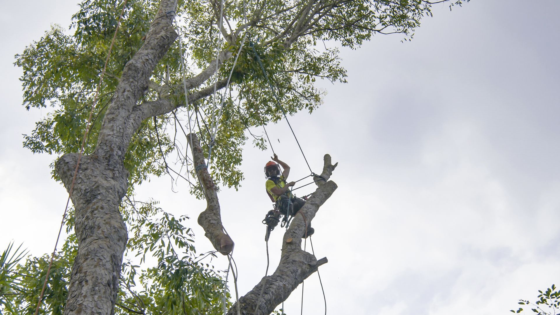 Tree removal services from above: expert climber cutting high-risk branches. Tree removal services from above: expert climber cutting high-risk branches.