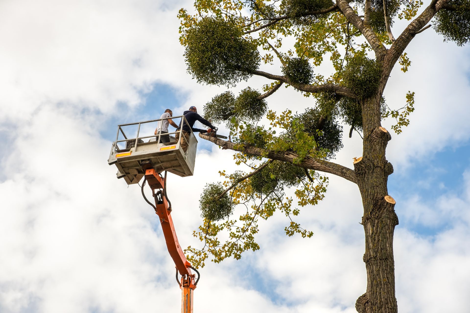 Professional tree removal services using a crane lift to safely prune high branches. Professional tree removal services using a crane lift to safely prune high branches.
