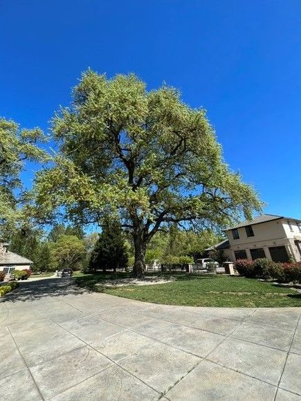 Tree Pruning
