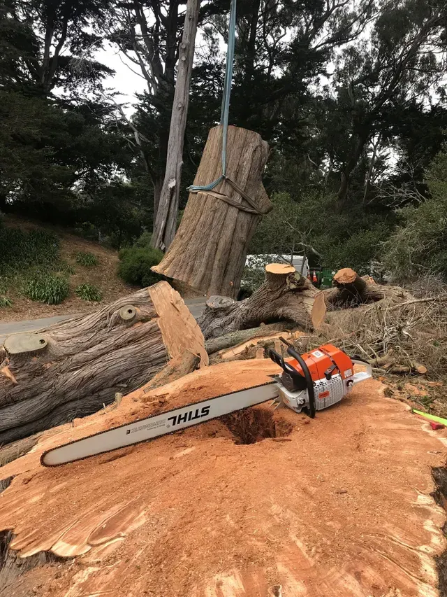Chainsaw in Tree Removal Process
