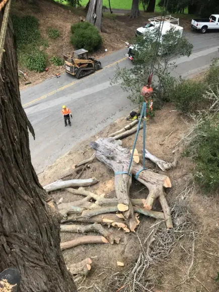 Tree Removal Operation in Progress
