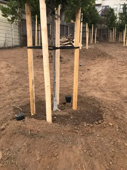 Newly Planted Tree with Support Stakes
