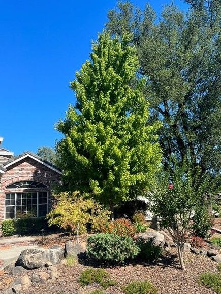 Tall Green Tree in Front of House
